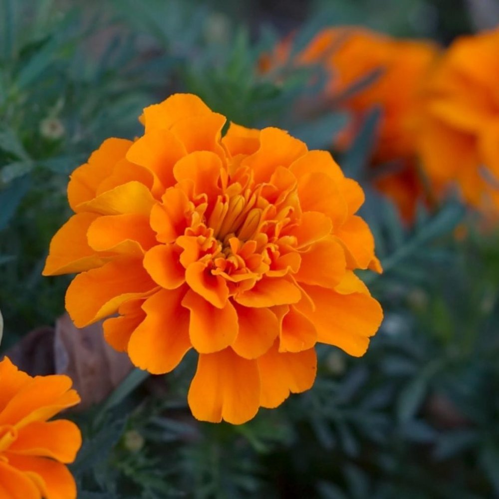 Meet your Posher, marigolddeluxe